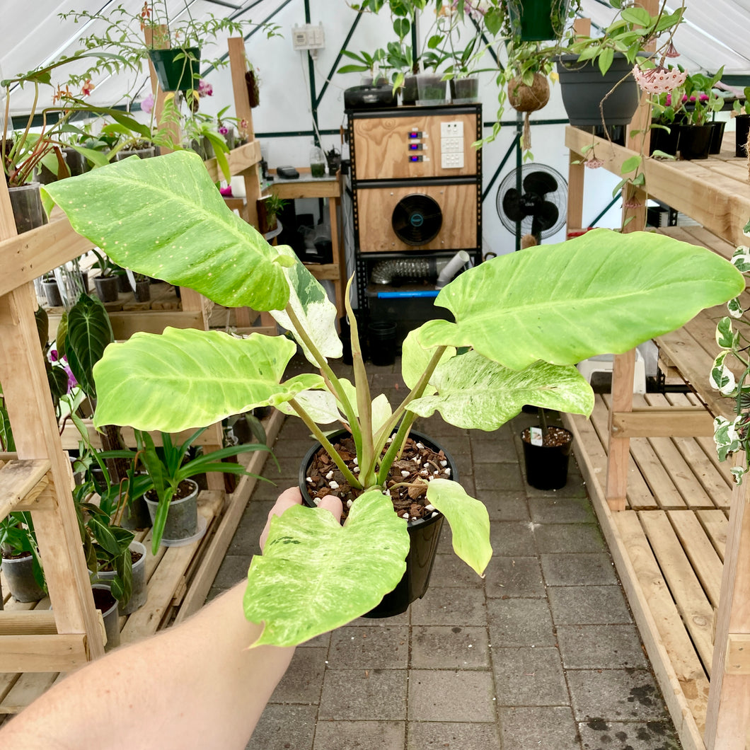 Philodendron Snowdrift - Clearance