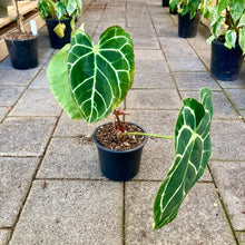 Load image into Gallery viewer, Anthurium Crystallinum - Clearance
