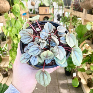 Peperomia Milano - Clearance