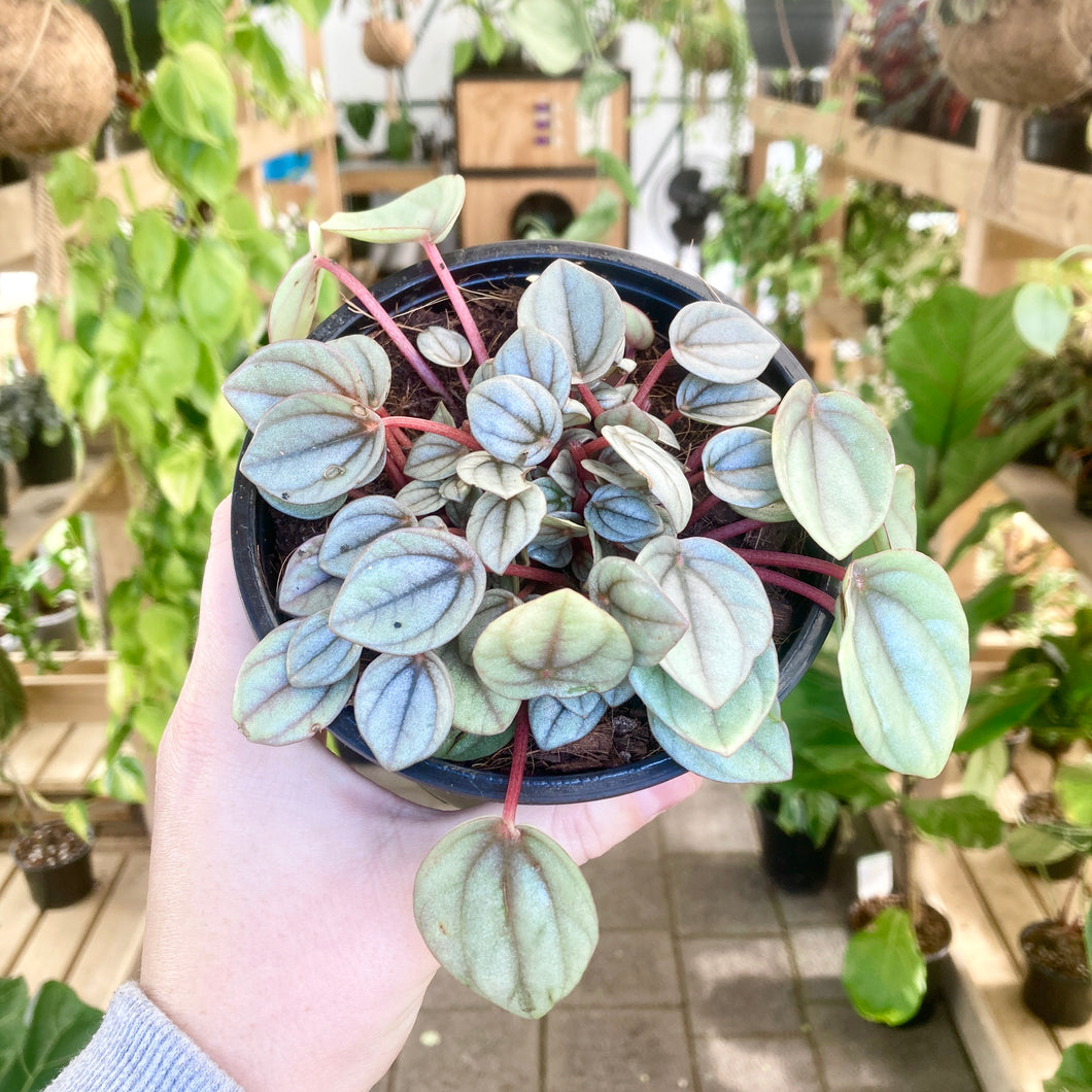 Peperomia Milano - Clearance