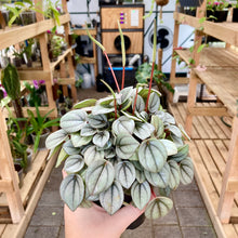 Load image into Gallery viewer, Peperomia Milano - Clearance

