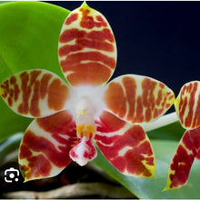 Load image into Gallery viewer, Phalaenopsis Amboinensis &#39;Nicole&#39; AM/AOS Orchid
