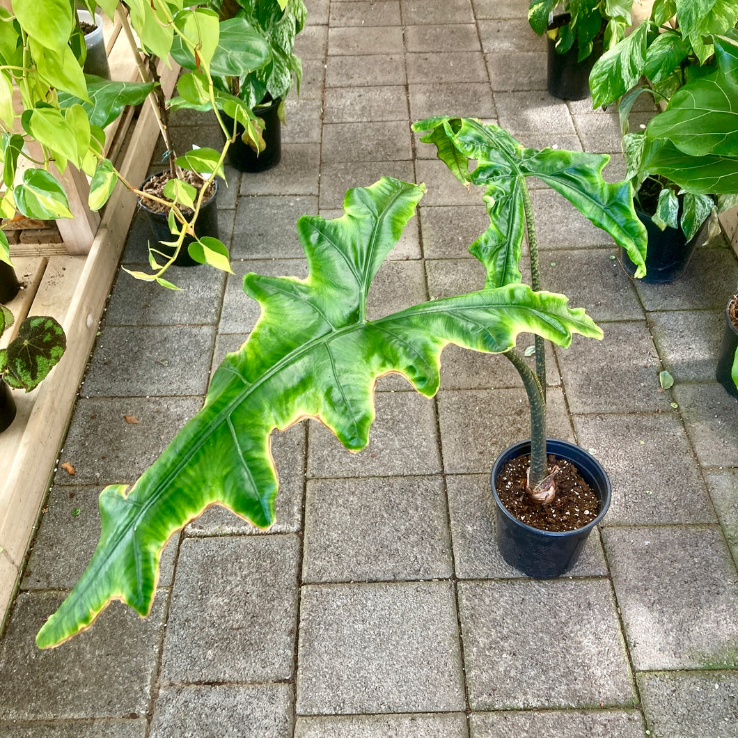 Alocasia Sabrina - Clearance