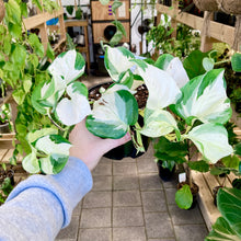 Load image into Gallery viewer, Manjula Pothos - Clearance
