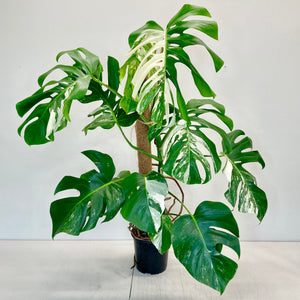 Monstera Albo - 17cm