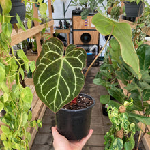 Load image into Gallery viewer, Anthurium Crystallinum - Clearance
