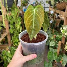 Load image into Gallery viewer, Philodendron Melanochrysum
