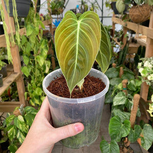 Philodendron Melanochrysum