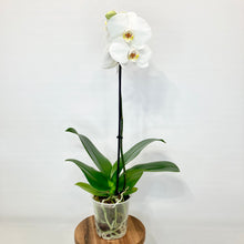 Load image into Gallery viewer, Phalaenopsis Orchid 'Standard' - 12cm
