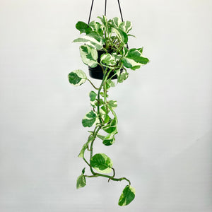 pothos n joy nz N'Joy Pothos