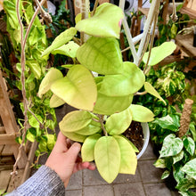 Load image into Gallery viewer, Hoya Fungii
