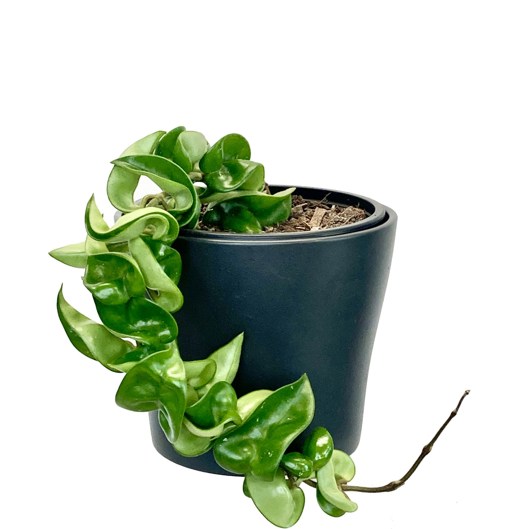 Hoya Compacta Hindu Rope - 12cm