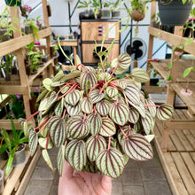 Load image into Gallery viewer, Peperomia Piccolo Banda - Clearance
