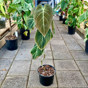 Philodendron Melanochrysum - Clearance