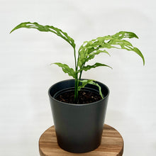 Load image into Gallery viewer, Monstera Obliqua Peru - 12cm
