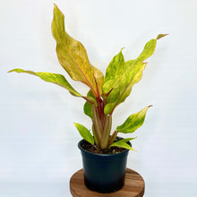 Load image into Gallery viewer, Philodendron Marmalade - 14cm
