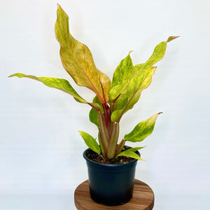 Philodendron Marmalade - 14cm