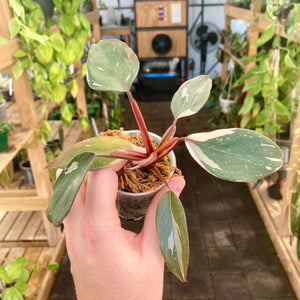 Philodendron Pink Princess (Less Variegated)