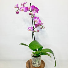 Load image into Gallery viewer, Phalaenopsis Orchid 'Standard' - 12cm
