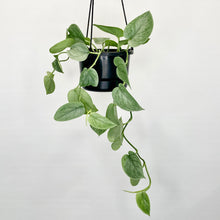 Load image into Gallery viewer, Scindapsus Silver- 12cm
