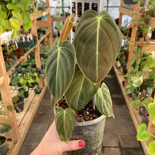 Load image into Gallery viewer, Philodendron Melanochrysum
