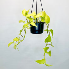 Load image into Gallery viewer, Epipremnum Neon (Neon Pothos) - 12cm
