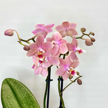 Load image into Gallery viewer, Pink orchid flowers on a light gray background
