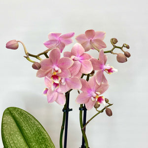 Pink orchid flowers on a light gray background