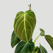 Load image into Gallery viewer, Philodendron Melanochrysum - 14cm

