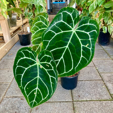 Load image into Gallery viewer, Anthurium Crystallinum - Clearance
