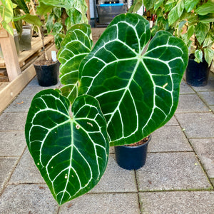 Anthurium Crystallinum - Clearance