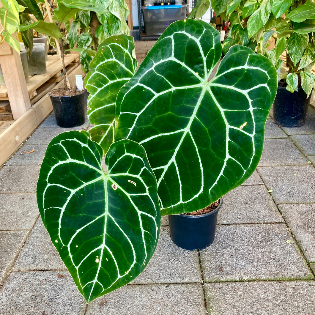 Anthurium Crystallinum - Clearance