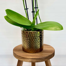 Load image into Gallery viewer, Gold Ceramic Cover Pot - 10cm
