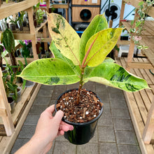 Load image into Gallery viewer, Ficus Shivereana - Clearance
