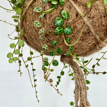Load image into Gallery viewer, Peperomia Prostrata (String of Turtles) Kokedama
