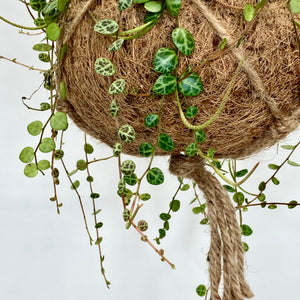 Peperomia Prostrata (String of Turtles) Kokedama