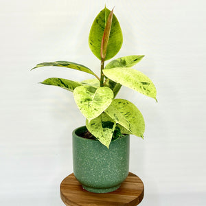 Loretto Ceramic Cover Pot - 13cm