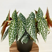 Load image into Gallery viewer, Begonia Hot Spot - 12cm
