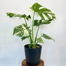 Load image into Gallery viewer, Monstera Thai Constellation- 15cm

