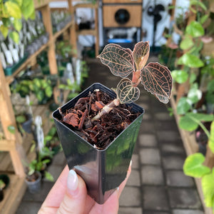 Jewel Orchid 'Anoectochilis Roxburghii Hayata’