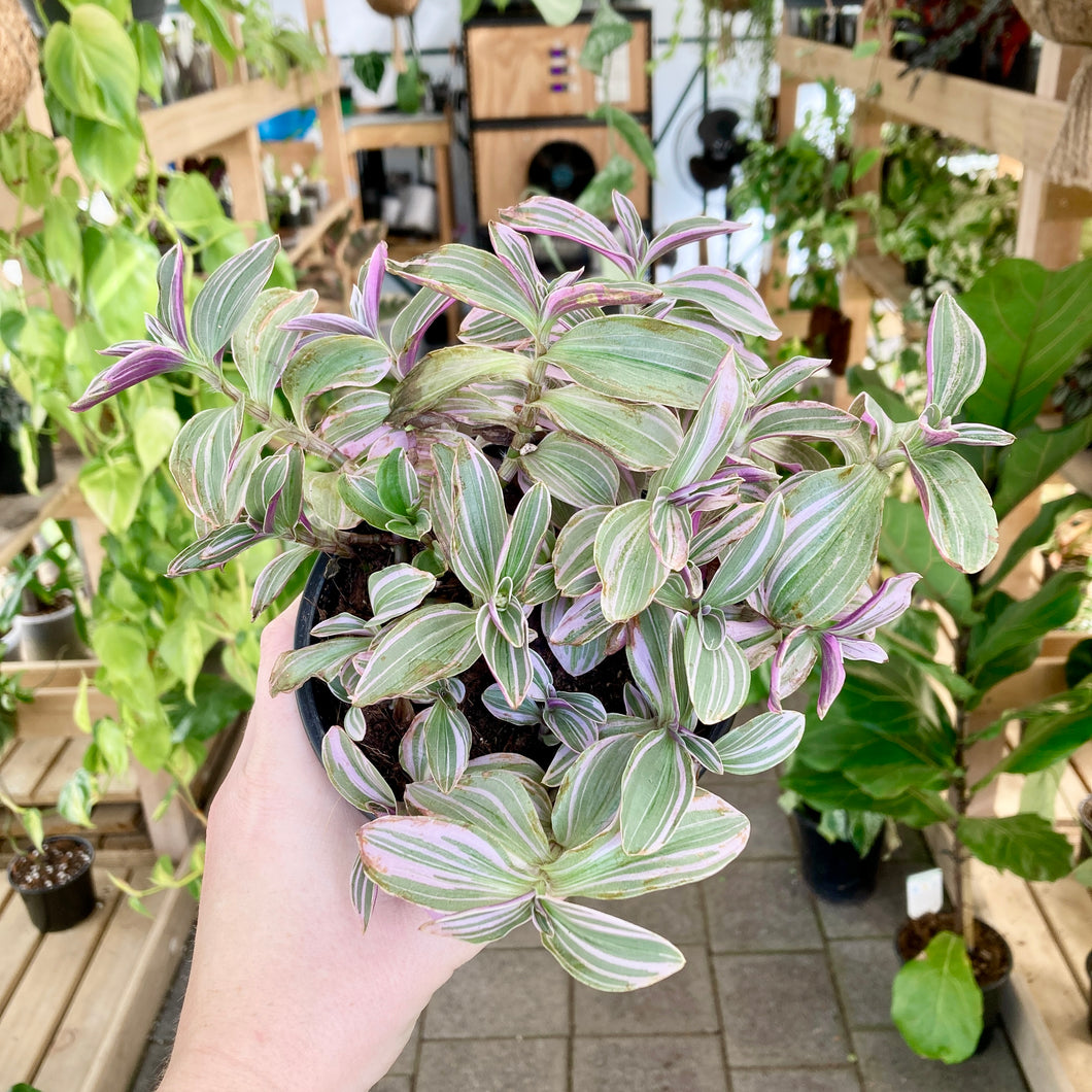 Tradescantia Sweetness - Clearance
