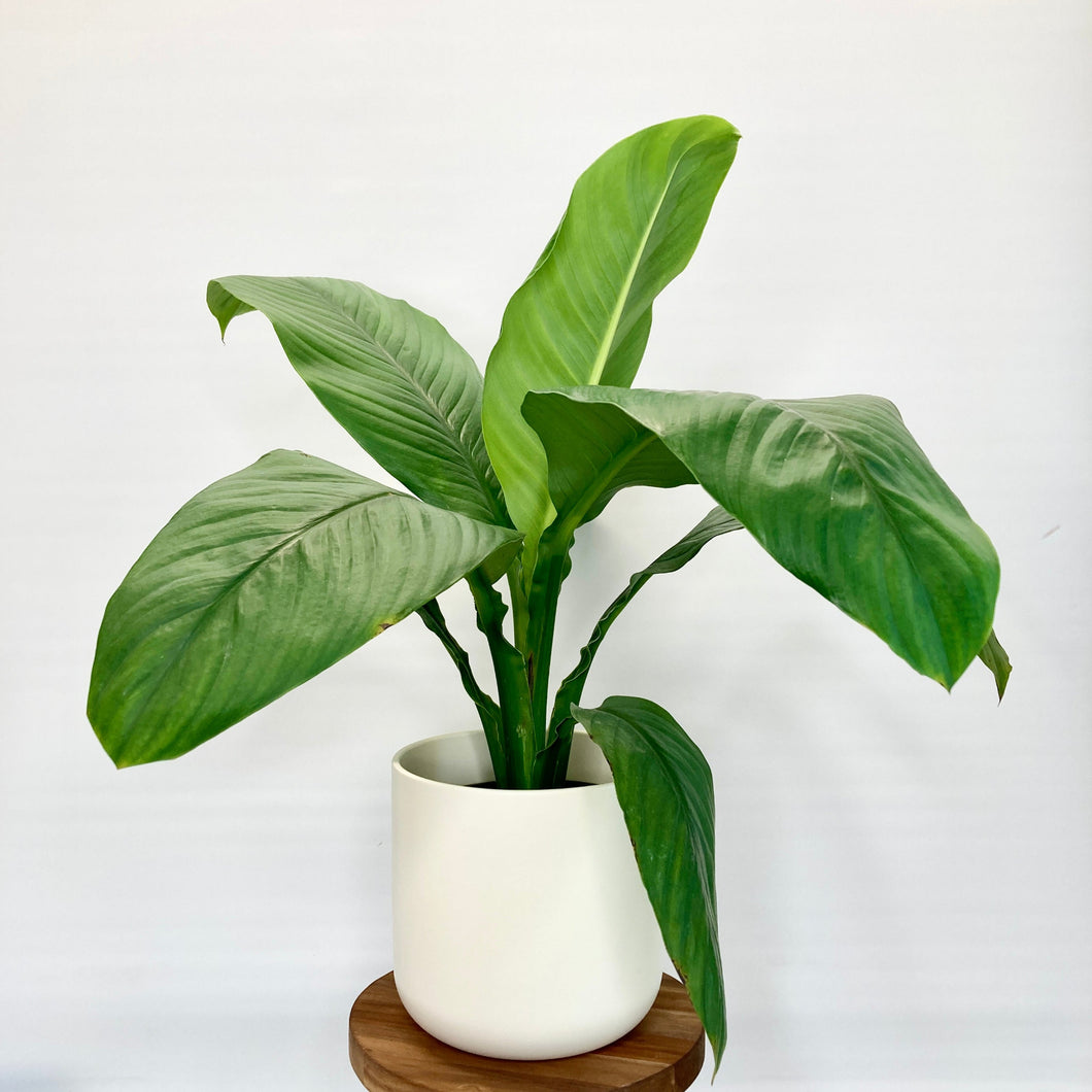 Ivy Ceramic Cover Pot - 15cm
