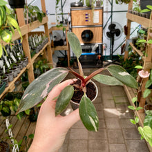 Load image into Gallery viewer, Philodendron Pink Princess
