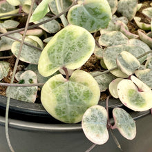 Load image into Gallery viewer, Ceropegia Woodii Variegata &#39;Chain Of Hearts&#39; - 12cm

