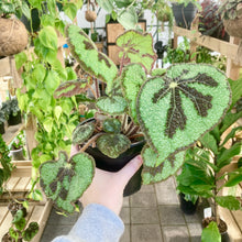 Load image into Gallery viewer, Begonia Masoniana Mountain - Clearance
