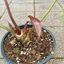 Load image into Gallery viewer, Anthurium Crystallinum - Clearance
