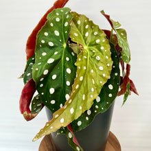 Load image into Gallery viewer, Begonia Maculata Polka Dot - 12cm
