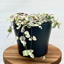 Load image into Gallery viewer, Ceropegia Woodii Variegata &#39;Chain Of Hearts&#39; - 12cm
