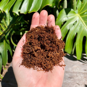 Tree Fern Fibre 10L
