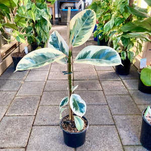 Ficus Tineke - Clearance
